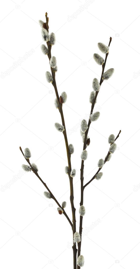 willow isolated on a white background close-up