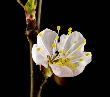 Kayısı çiçekleri siyah arka plan üzerinde izole yakın.