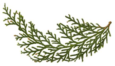 Beyaz arka plan yakın çekimde izole thuja yeşil dalı.