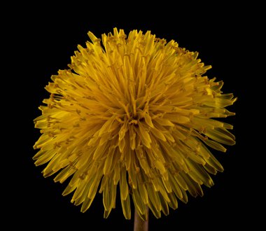 Yellow dandelion isolated on a black background close-up.