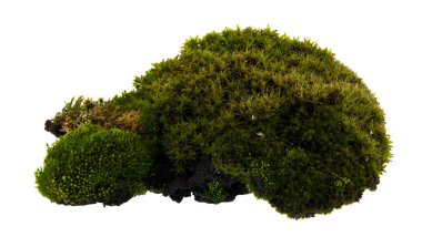 Yeşil yosun beyaz arkaplanda izole edildi. Yakın plan.