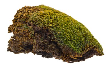 Yosun beyaz arka plan yakın izole