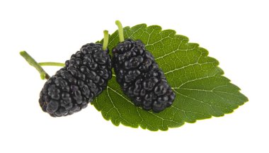 dut meyveleri beyaz arka plan üzerinde izole.