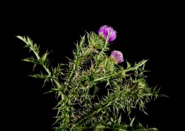 süt devedikeni siyah arka plan üzerinde izole