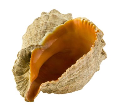 Seashell beyaz arka plan yakın izole