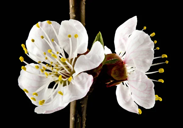 Aprikos blommor isolerade på svart bakgrund närbild. — Stockfoto