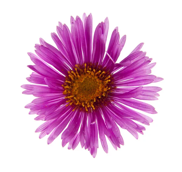 Aster bloemen geïsoleerd op witte achtergrond — Stockfoto