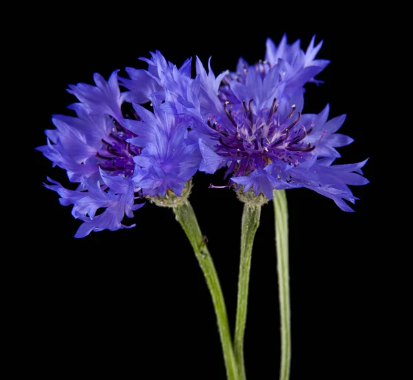 Flores de Centaurea aisladas sobre fondo negro de cerca — Foto de Stock