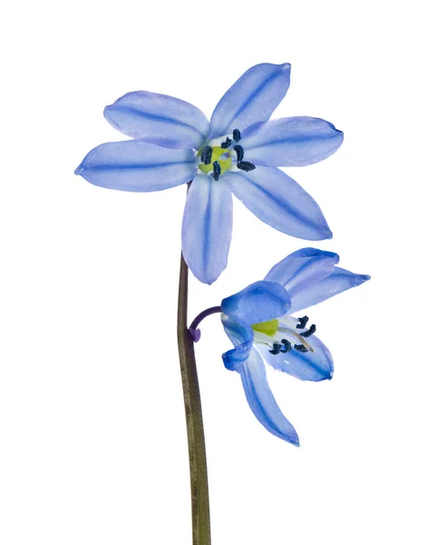 Scilla azul aislada sobre fondo blanco. Flores de primavera. —  Fotos de Stock