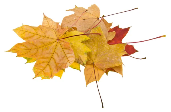 Hojas de otoño aisladas sobre fondo blanco de cerca — Foto de Stock