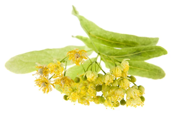 Flores de tilo aisladas sobre fondo blanco. — Foto de Stock