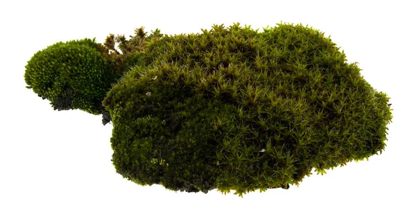 Groen mos geïsoleerd op witte achtergrond close-up. — Stockfoto