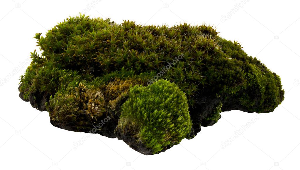 Green moss isolated on white background close up.