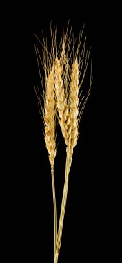 siyah arka plan üzerine izole spikelets