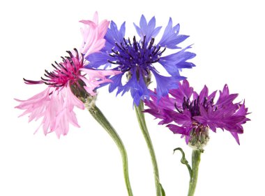 Beyaz arka plan üzerinde izole Centaurea çiçekler 