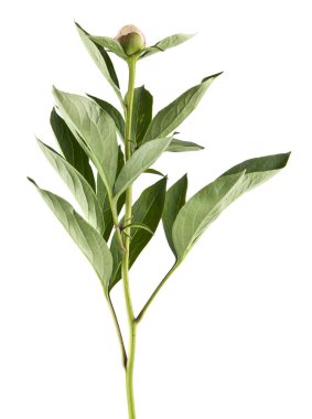 beyaz arkaplanda yalıtılmış şakayık çiçeği