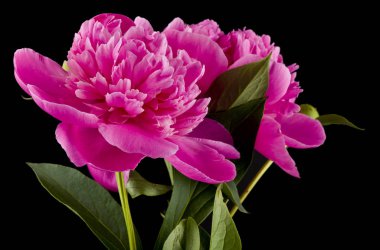 Peonies çiçek izole siyah arka plan üzerine