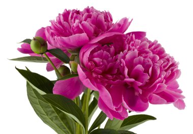 Peonies çiçek izole beyaz arka plan üzerinde
