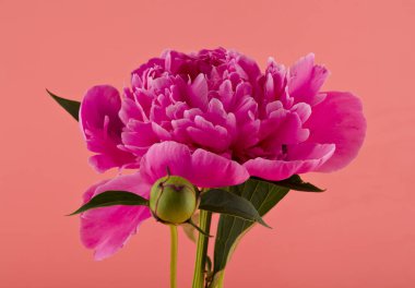 Pembe bir arka plan üzerinde Şakayık çiçekleri