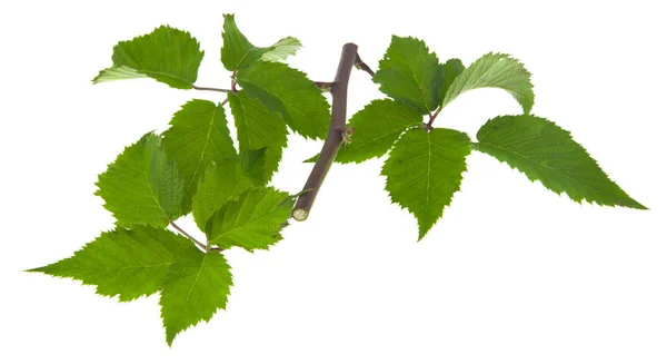 Blackberry leaves isolated on white background — Stock Photo, Image