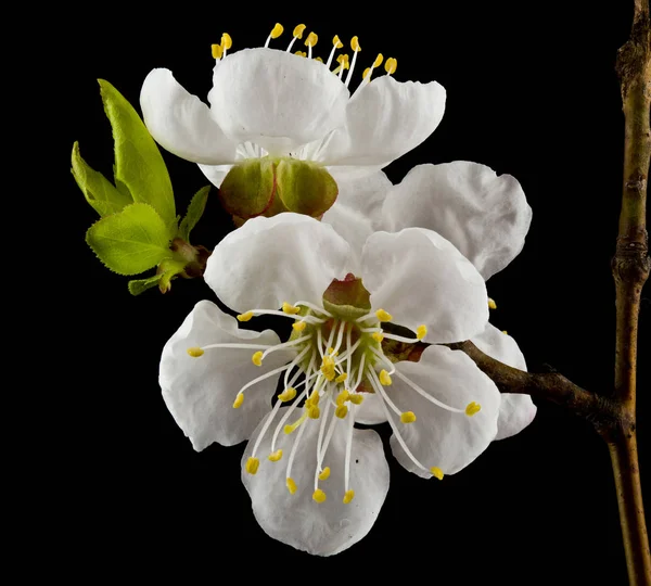 Flores de albaricoque aisladas sobre fondo negro de cerca . — Foto de Stock