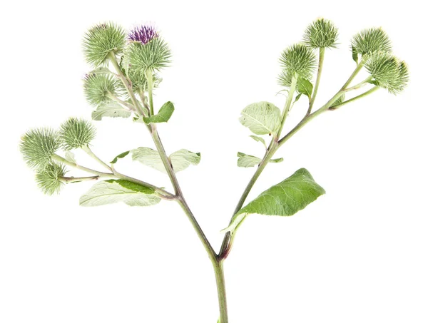 Burdock isolated on white background — Stock Photo, Image