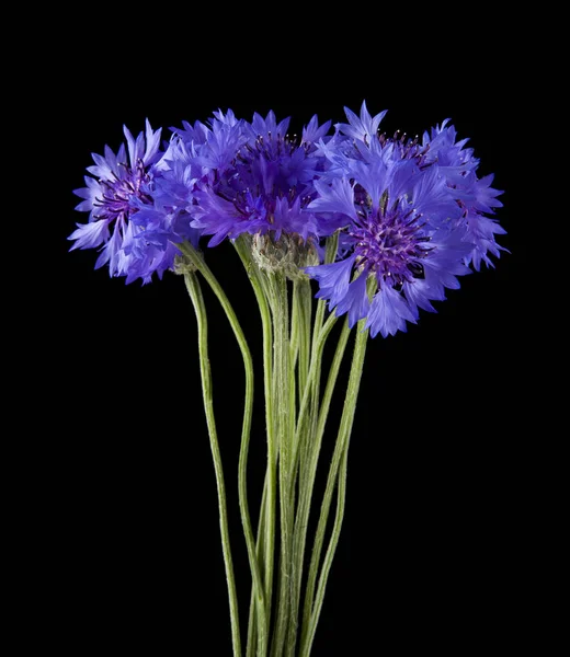 Flores de Centaurea aisladas sobre fondo negro de cerca — Foto de Stock