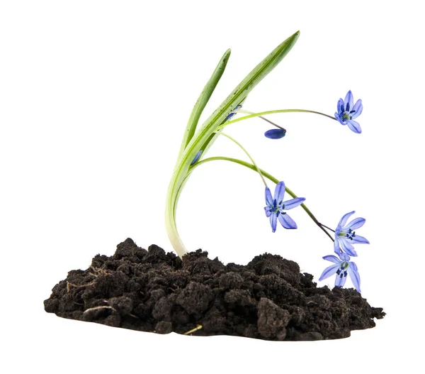 白色背景的土壤中的蓝色雪花莲 — 图库照片