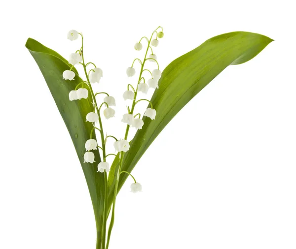 Lily of the valley flowers isolated on white background — Stock Photo, Image