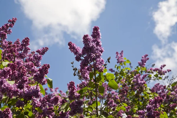 Mavi gökyüzü arka plan üzerine Eflatun çiçekler