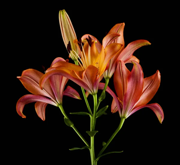 Flores de lirio aisladas sobre fondo negro — Foto de Stock