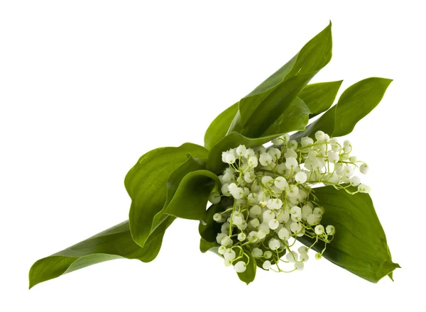 Lirio del valle flores aisladas sobre fondo blanco — Foto de Stock