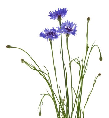 Beyaz arka planda izole edilmiş mavi çiçek demeti.