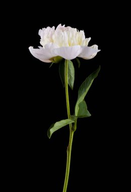 Siyah arka planda izole peonies çiçekler yakın