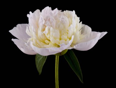 Siyah arka planda izole peonies çiçekler yakın