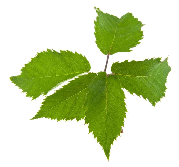 Hojas de mora verde aisladas sobre fondo blanco — Foto de Stock