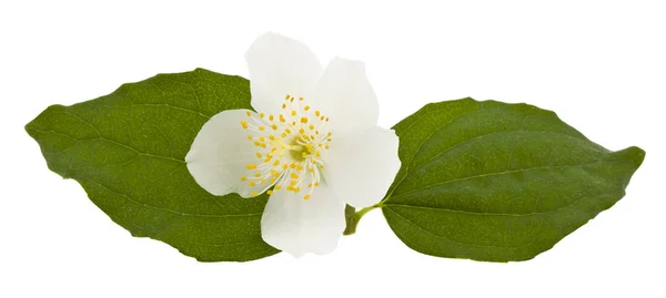 흰색 재스민 꽃에 고립 된 흰색 배경 클로즈업 — 스톡 사진