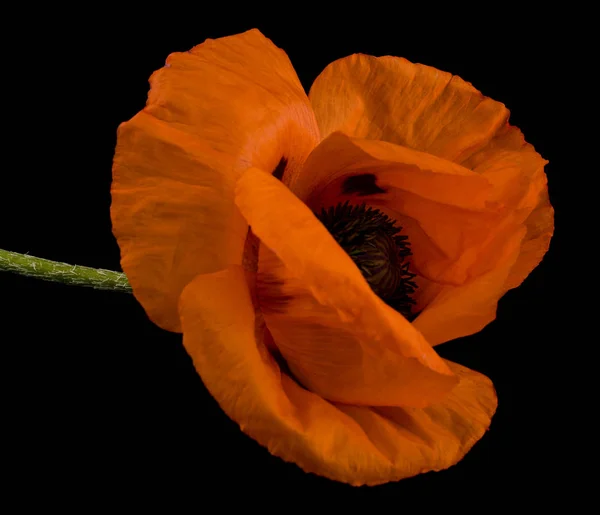 Mohnblumen isoliert auf schwarzem Hintergrund in Nahaufnahme — Stockfoto