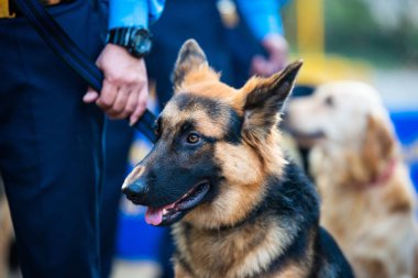 Katmandu, Nepal - 29 Ekim 2016: Nepal polis Kukur Tihar (köpek Festivali), Merkez polis köpeği eğitim okulu kutluyor.