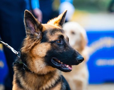 Katmandu, Nepal - 29 Ekim 2016: Nepal polis Kukur Tihar (köpek Festivali), Merkez polis köpeği eğitim okulu kutluyor.