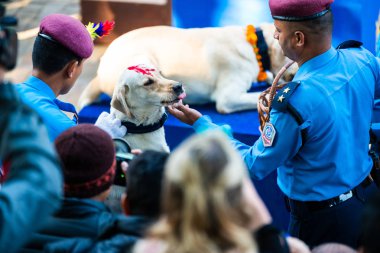 Katmandu, Nepal - 29 Ekim 2016: Nepal polis Kukur Tihar (köpek Festivali), Merkez polis köpeği eğitim okulu kutluyor.