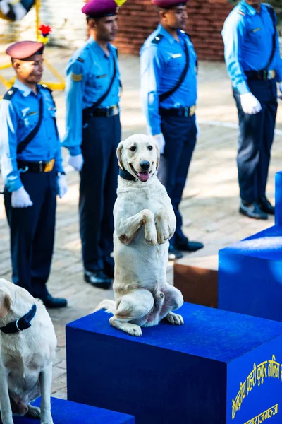 Kathmandu Nepal Outubro 2016 Polícia Nepal Celebra Kukur Tihar Festival — Fotografia de Stock