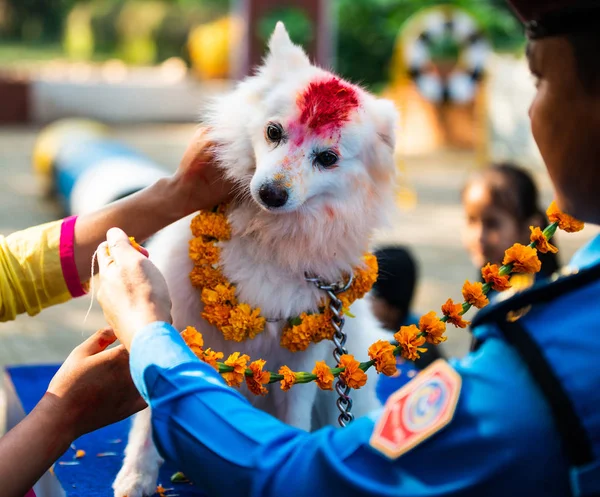Kathmandu Nepal October 2016 Nepal Police Celebrates Kukur Tihar Dog — Stock Photo, Image