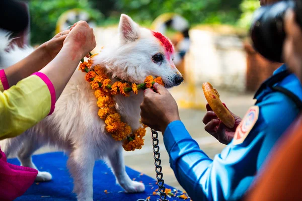 Kathmandu Nepal October 2016 Nepal Police Celebrates Kukur Tihar Dog — Stock Photo, Image
