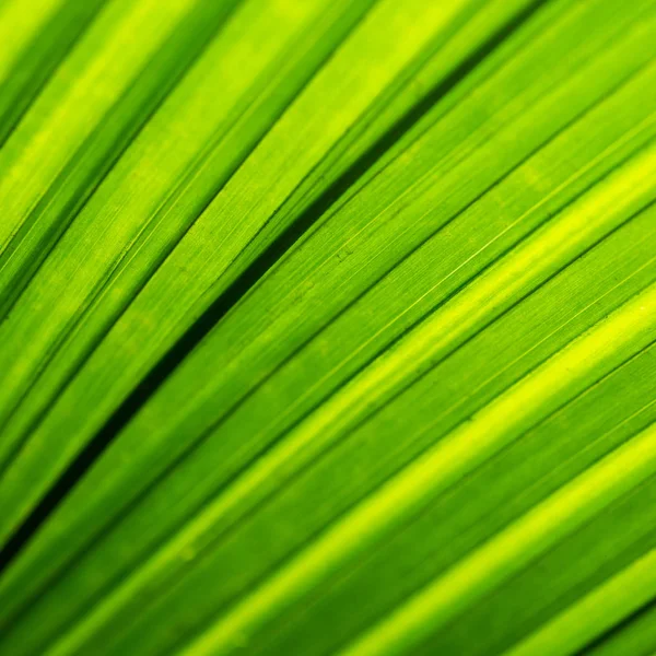 Backlit foliage texture — Stock Photo, Image