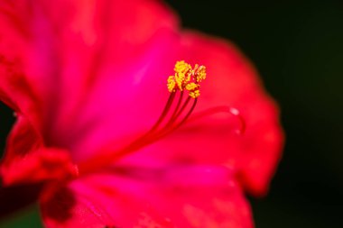 Red four o'clock flower (Mirabilis Jalapa) macro shot clipart
