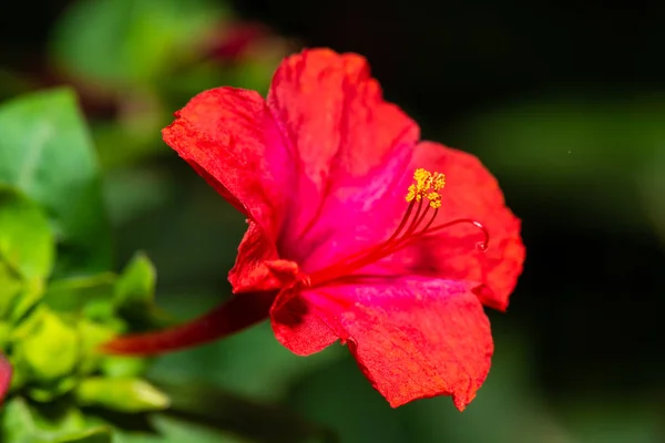 Rote Vier Uhr Blume Mirabilis Jalapa Makroaufnahme — Stockfoto