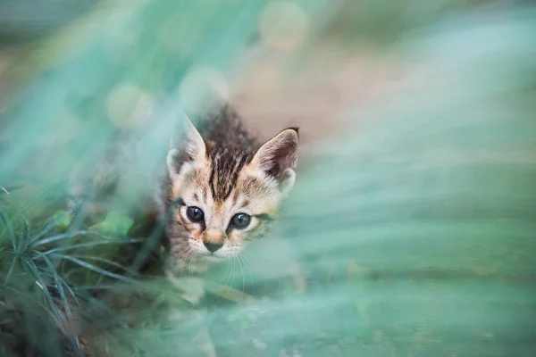 Porträtt av tabby kattunge — Stockfoto