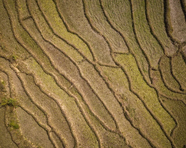 Aerial view of paddy fields — Stock Photo, Image