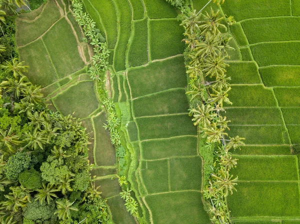 A légi felvétel a rizsföldek, Bali, Indonézia — Stock Fotó